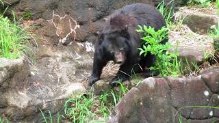 ツキノワグマ　ご飯タイム