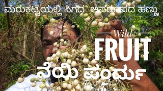 Rare wild fruit| ಮರುಕಟ್ಟೆಯಲ್ಲಿ ಸಿಗದ  ಅಪರೂಪದ ಹಣ್ಣು| ನೆಯಿ ಪಂರ್ದು Part-1 @SUN_ART