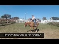 Desensitization under saddle - adding a flag while mounted on Pepper