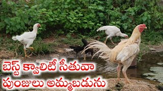 జాతి కోళ్ళు అమ్మబడును||జాతి కోళ్ల పెంపకంలో తీసుకోవలసిన జాగ్రత్తలు||జాతి కోళ్ళు ఎలా పెంచాలి