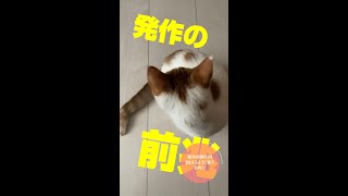 【閲覧注意】飼い猫に突然おこる発作の前兆と初期症状　#shorts