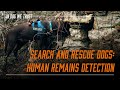 Search and Rescue Dogs: Human Remains Detection