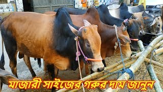 হাজারীবাগ গরুর হাট ২০১৯,মাজারী সাইজের গরুর দাম জানুন ? Hazaribagh gorur haat 2019