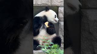 What you look like when sneaking the forbidden snack (Panda Bai Tian). #panda #giantpanda #goviral