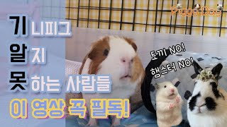 기니피그가 뭐야? 기니피그 정보 l 기니피그에 대해 간단하게 알아보기! l 기니피그 옹자두네 l guineapig l 기니피그 일상