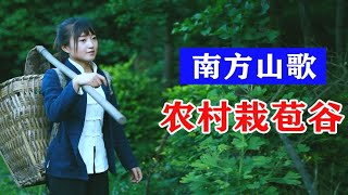 云南山歌《小妹要去栽苞谷》农村姑娘一个人背粪上山