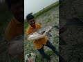 amazing 15kg big bocha 🐟 fish in village