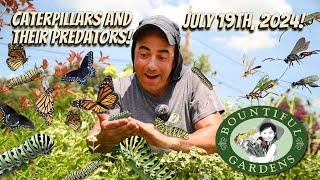 Planting for Biodiversity! - The Life of the Parasitic Wasp, and Protecting Precious Caterpillars!