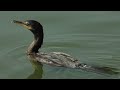 discover the extraordinary flightless cormorant of galapagos