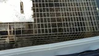 Raccoon trap and attic cleanup Middlesex County NJ 732 698 8387