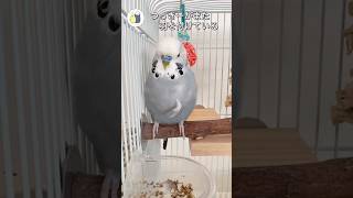 やっぱり最後こうなる笑#インコ面白い #セキセイインコ#shorts