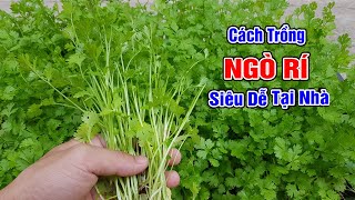 Cách trồng ngò rí, rau mùi siêu dễ tại nhà