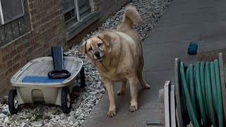 Dog doesn’t recognize owner after face surgery!