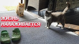 Жизнь налаживается...