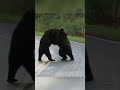 Grizzly bears got into fight on road! #wildlife