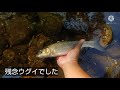 ヤマメ 錆 札幌 渓流 餌釣り 引き強 小樽内川で渓流釣り！