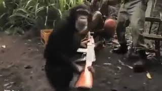 monkey with ak 47 full video