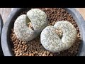 리톱스 꽃피는돌 코노 lithops cono fleshy plant  succulent plant haworthia 多肉植物 たにくしょくぶつ 다육식물 하월시아