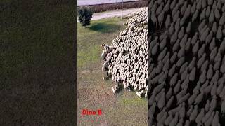 Flock of sheep         #drone #dji