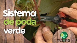 COMO FAZER A PODA VERDE NA VIDEIRA