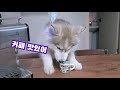 강아지 허스키에게 카페라떼를 만들어 주자 giving my husky homemade puppuccino