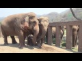 touching moment the mother helps 5 hours old baby elephant dokrak suckle first milk elephantnews