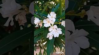 Nerium Oleander Plant (Πικροδάφνη) #shorts #θάμνος #bush #propagate #flowers #nerium #plants #nature