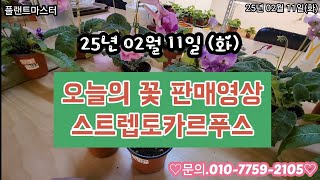 25년02월11일(화) 오늘의 꽃 판매영상은 \