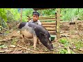 Poor Boy - Moving to a New Pig Farm - Building Stairs to the House