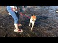 初めての川遊び （柴犬　子犬）