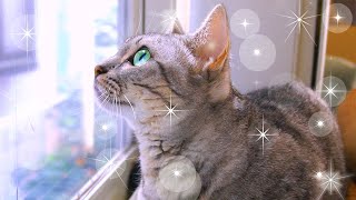 偶然にもスゴい美猫に撮れたジェネッタをご覧ください！