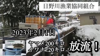 日野川令和5年2月1日渓流魚解禁‼︎ヤマメ.イワナ放流‼︎