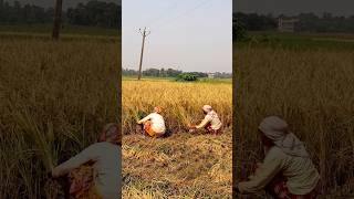 Kharif Paddy Harvesting Manually #shorts