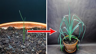 Leek Growing Time Lapse - Seed To Harvest (120 Days)