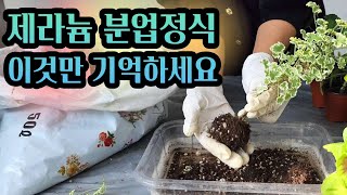 [4K] 오늘은 제라늄 무한의 분업 정식~! 다양한 삽목이들의 분업 정식에 꼭필요한 포인트만 쏙쏙 집어드립니다 #제라늄 #pelargonium