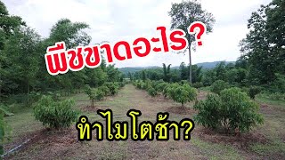 รอบรู้เรื่องธาตุอาหารพืช ฉบับเข้าใจง่าย (พืชขาดอะไร ทำไมถึงโตช้า?)