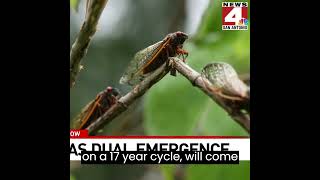 Duel Cicada Emergence Coming Soon