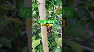 V1 tuti stick available plants also call 8552960071