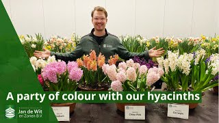 A vibrant celebration of hyacinths and colours at Jan de Wit en zonen | Hyacinth bulbs | Exporter