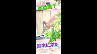 【なんの鳥？】庭に来た野鳥♪いい声