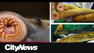 Effort underway to contain spike in sea lamprey