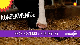 KrowaTV: Jak uzupełnić brakujące kiszonki z kukurydzy?