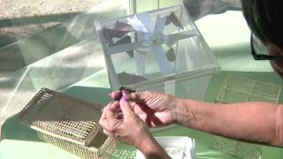 How to Transfer your Butterflies for a Mass Butterfly Release