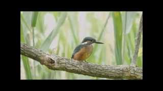 カワセミ　2014 06 10　幼鳥　餌付け成功