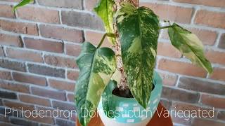 1 min of Philodendron Domesticum Variegated