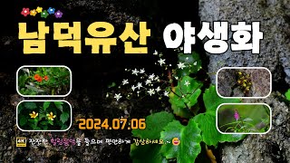 남덕유산의 보석 같은 고귀한 여름 야생화를 찾아서  (2024년 07월 06일) #남덕유산 #여름야생화 #참바위취 #동자꽃 #말나리 #힐링타임 #국립공원 #4k