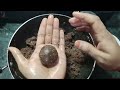 ragi laddu nachni laddu iron aur calcium se bharpur laddu ek fayde anek healthy recipe jaggery ragi