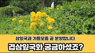 겹삼잎국화 궁금하셨죠? 이렇게 예쁜 꽃이랍니다. 삼잎국화 가을종근 곧 분양시작합니다