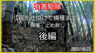 くくり罠【狩猟・有害駆除】罠を仕掛けて捕獲まで後編