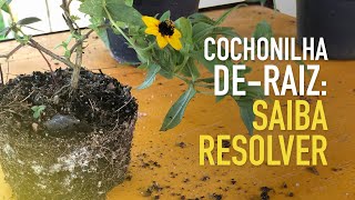 Como ACABAR com COCHONILHA de RAIZ nas PLANTAS